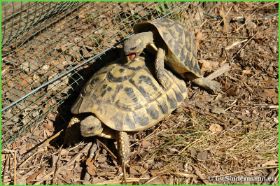 Village des Tortues