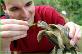 Village des Tortues