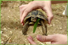 Village des Tortues